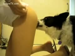 A vicious dog sucks a sexy floozy.